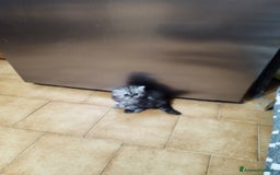 Persiano gatti in vendita: Cuccioli persiano silver schaded a Città Metropolitana di Bologna - Immagine 7