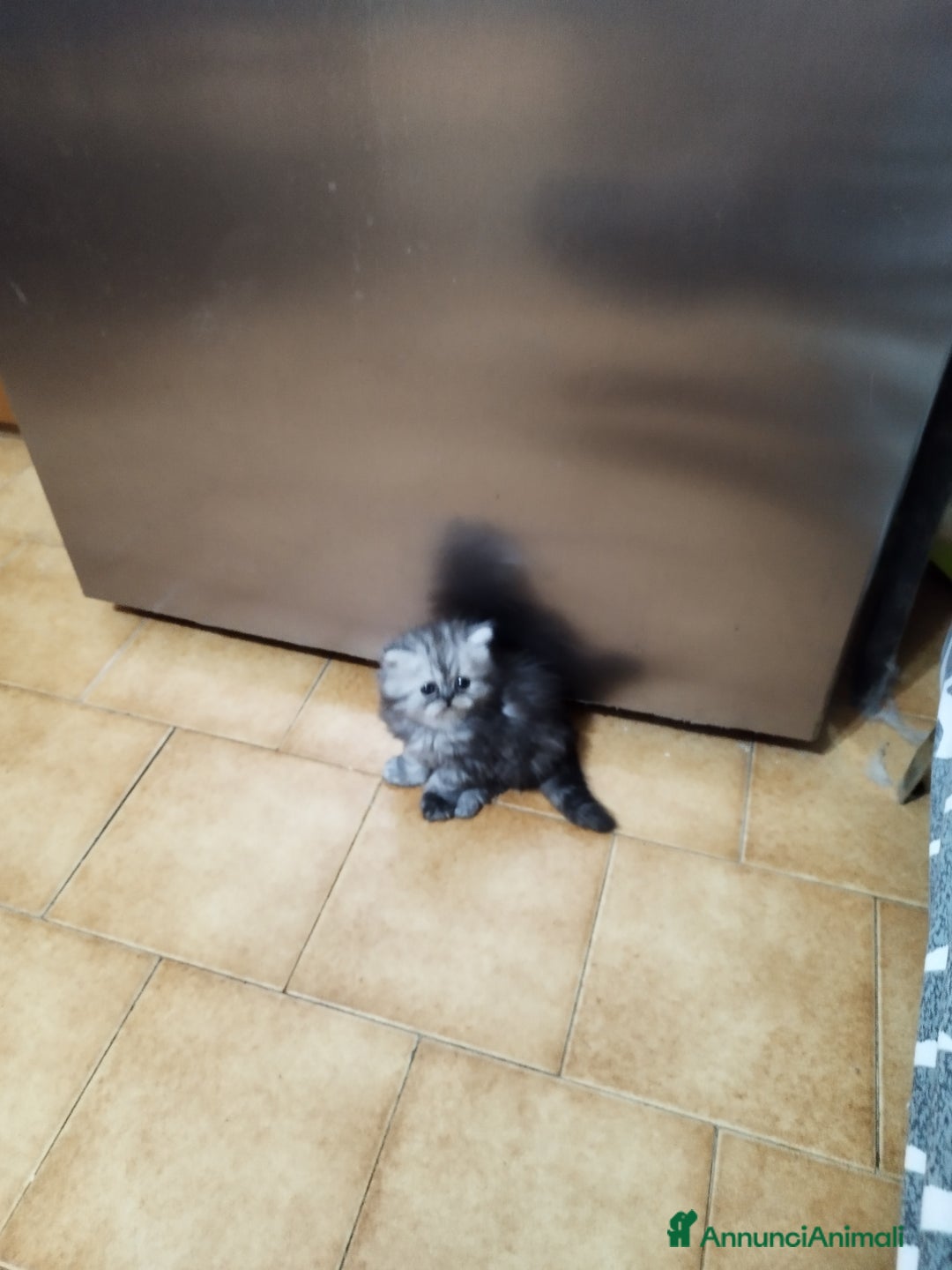 Persiano gatti in vendita: Cuccioli persiano silver schaded a Città Metropolitana di Bologna - Immagine 7