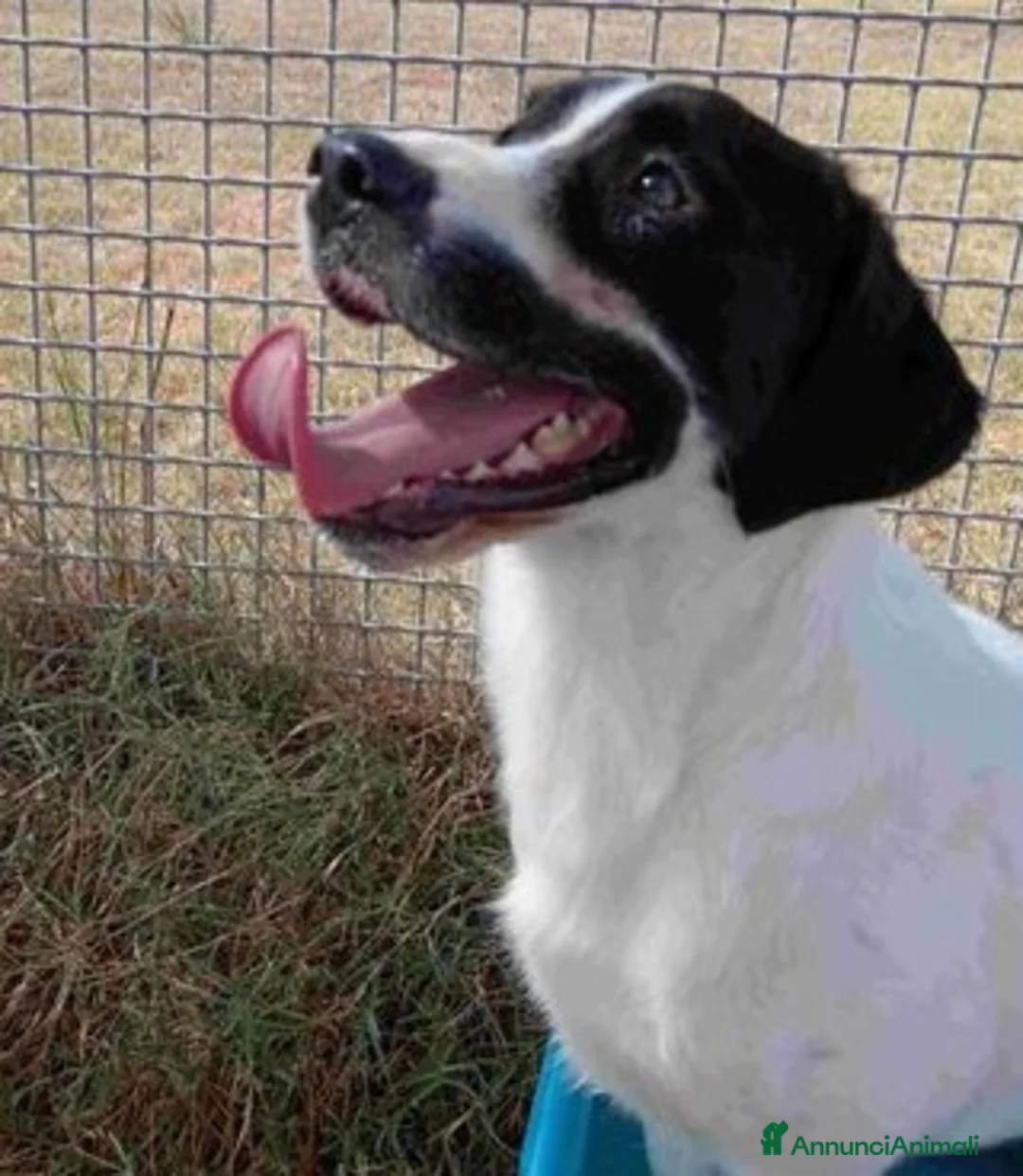 Beagle cani in regalo: ANTONY cucciolotto simil beagle a Provincia di Latina - Annuncio 7