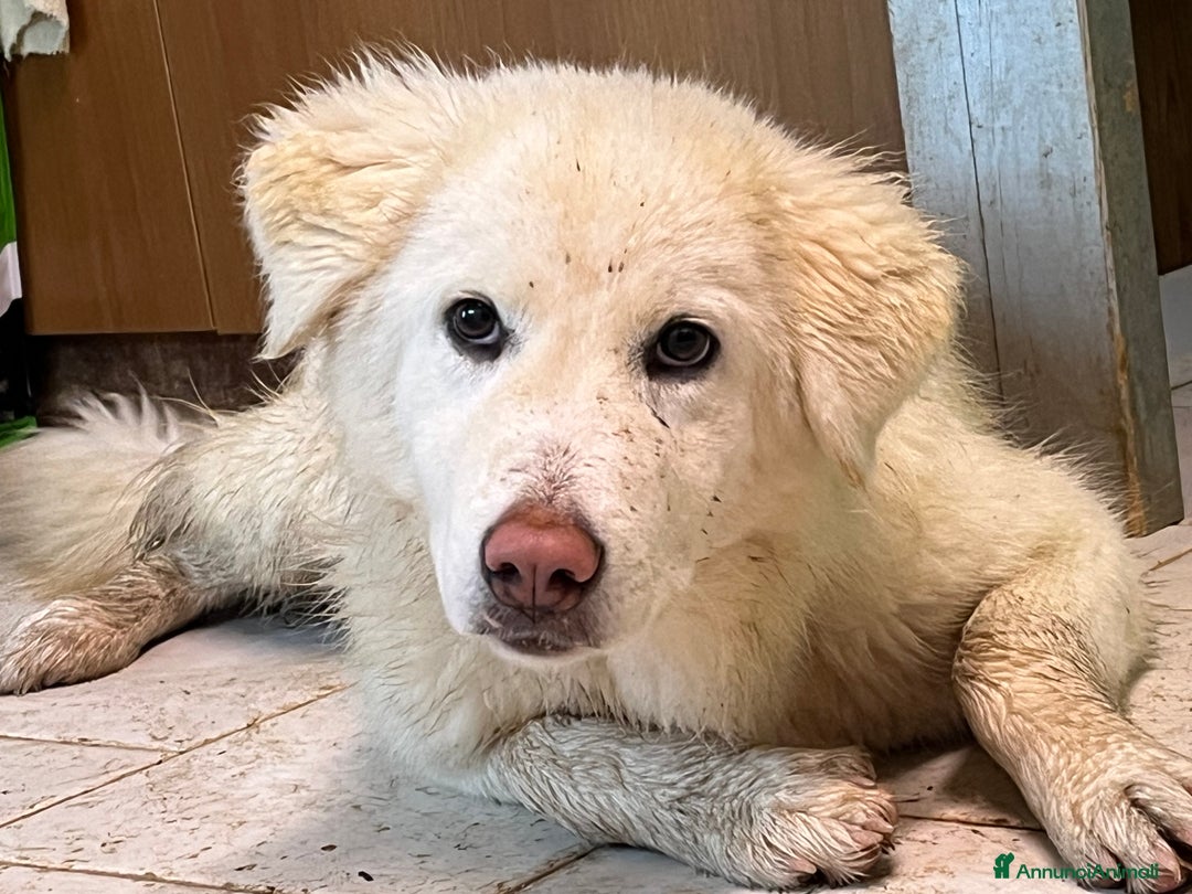 Pastore Maremmano cani in regalo: Cucciola sette mesi - Annuncio 1