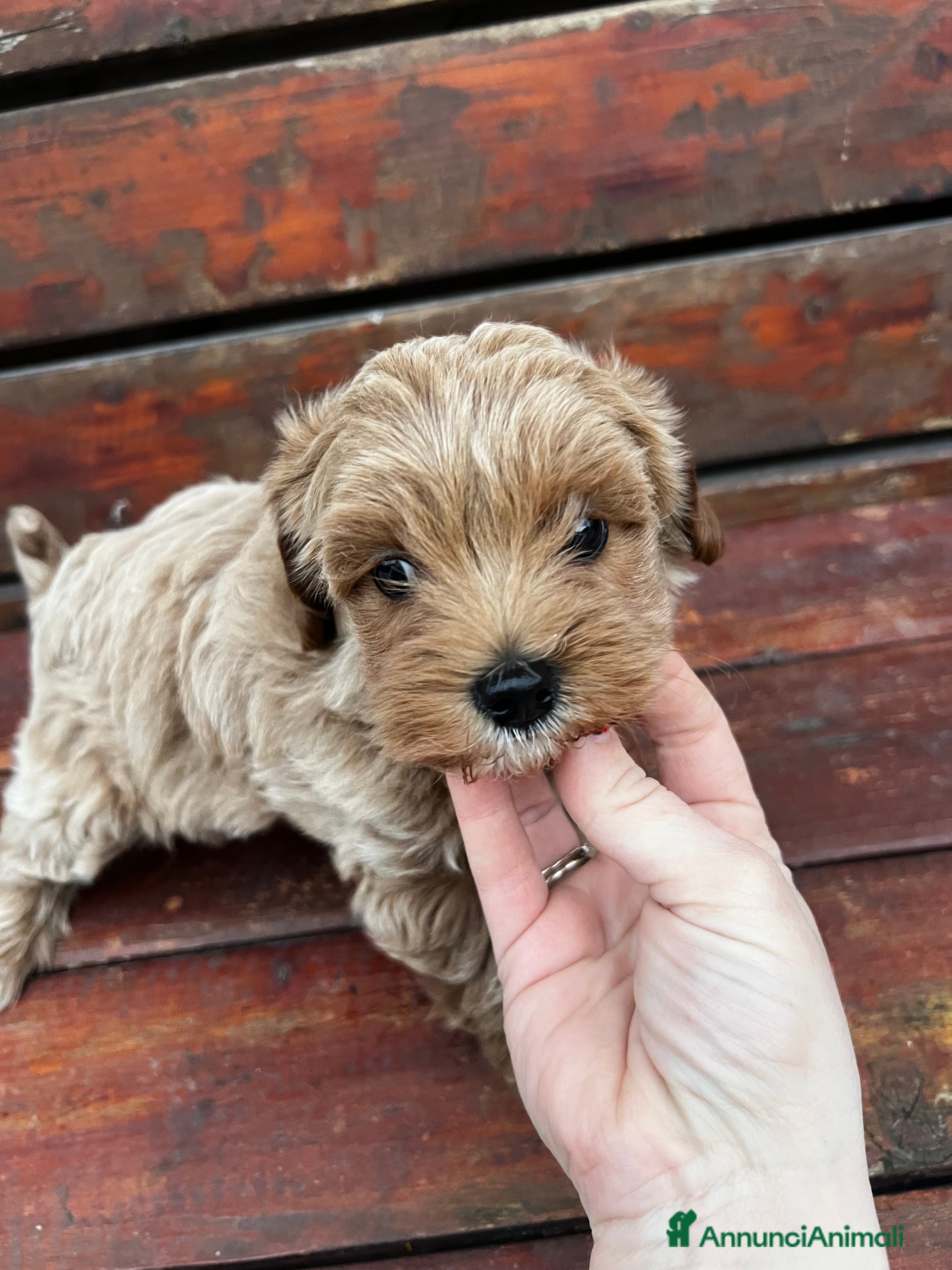 Meticcio cani Maltipoo - Annuncio 1