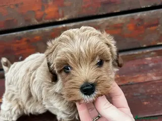 Meticcio cani Maltipoo - Annuncio 3