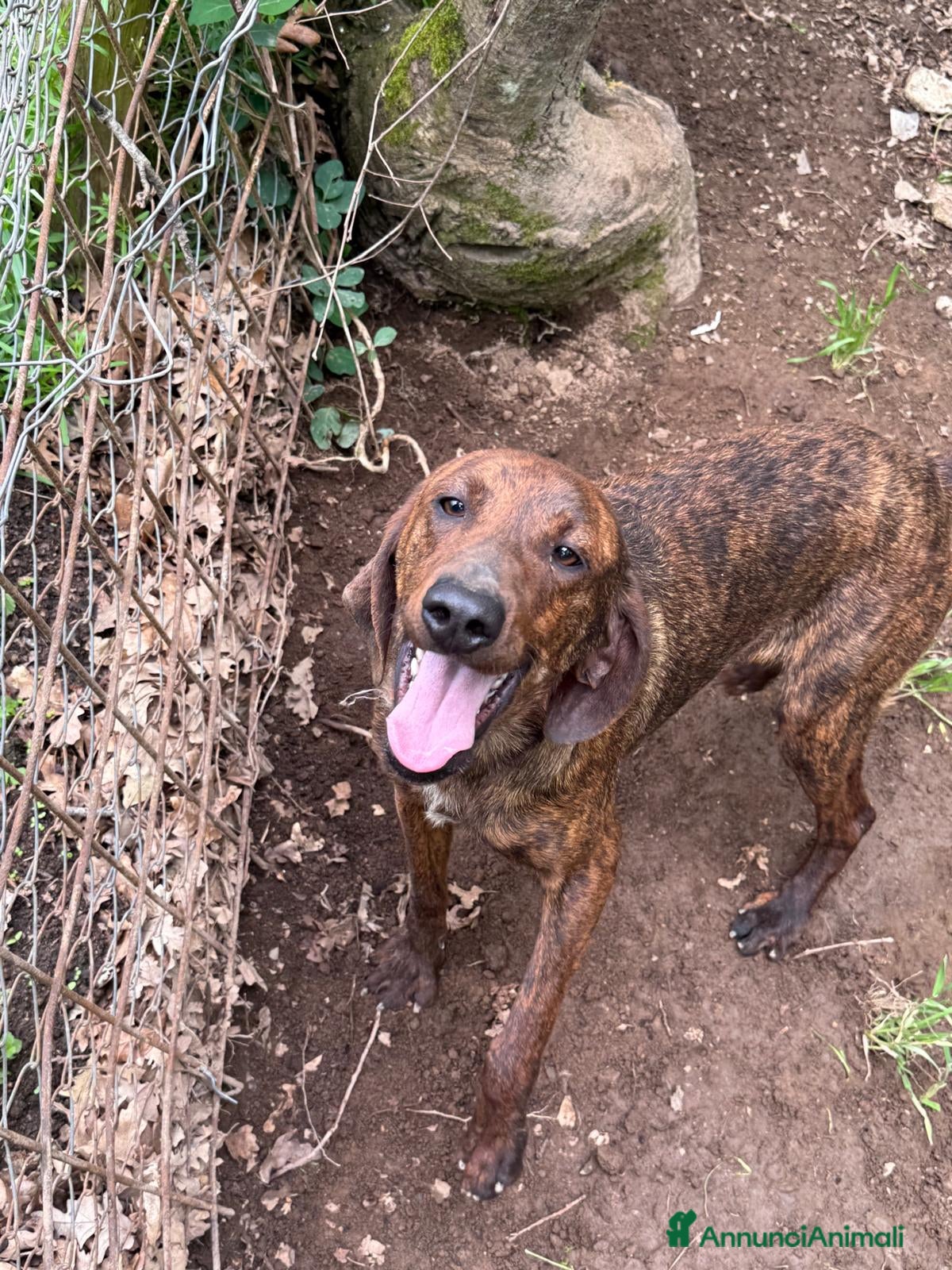 Meticcio cani ARGO, cacciatore di baci cerca casa - Annuncio 39
