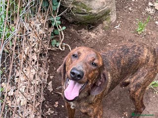 Meticcio cani ARGO, cacciatore di baci cerca casa - Annuncio 39