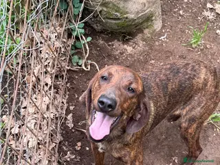 Meticcio cani ARGO, cacciatore di baci cerca casa - Annuncio 24