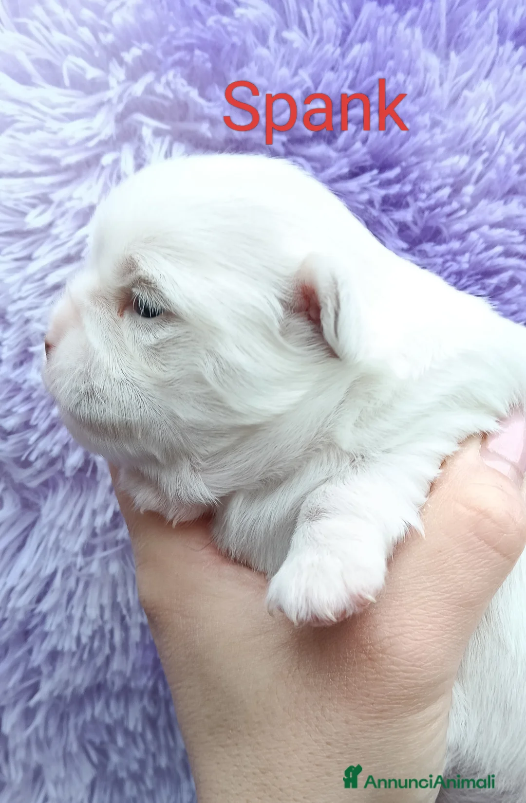 Chihuahua cani in vendita: Cuccioli di chihuahua  - Annuncio 3