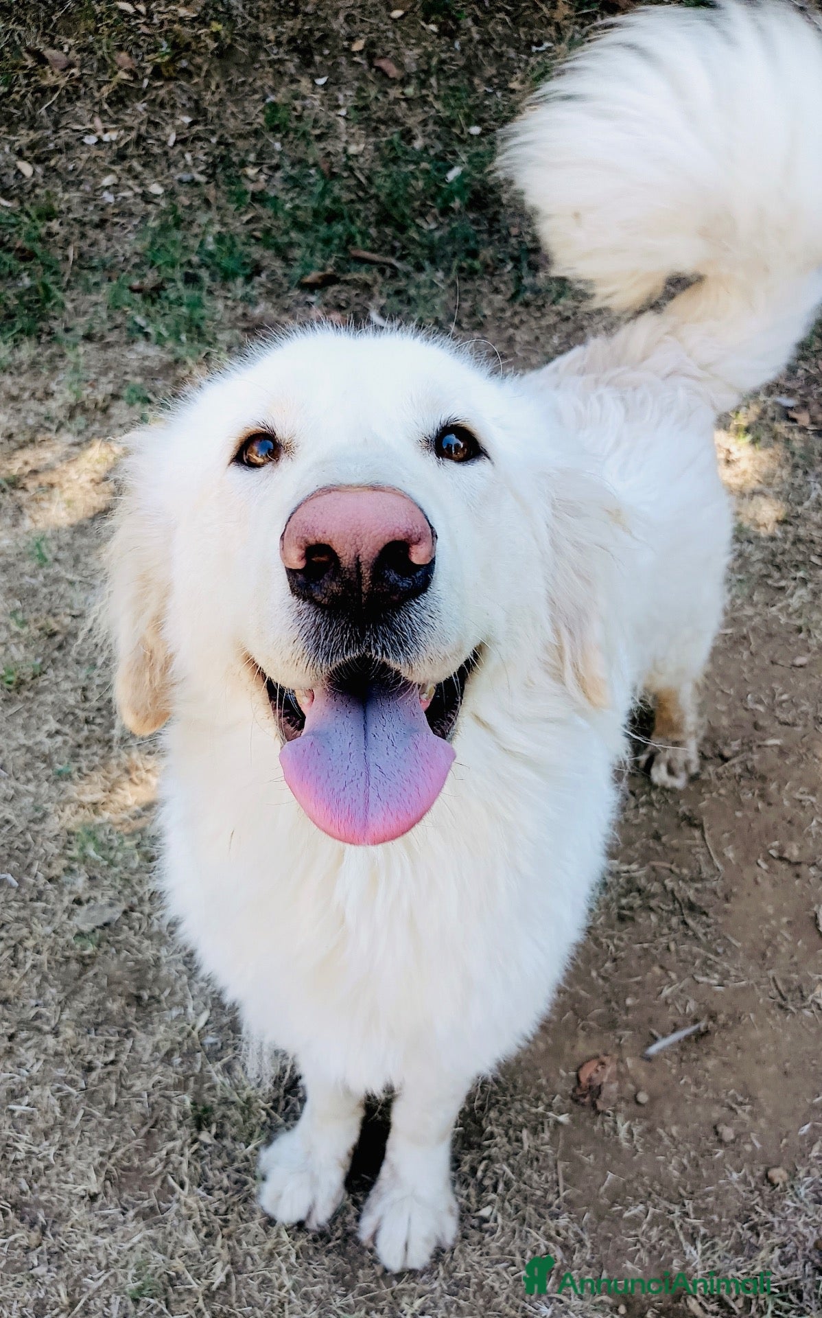 Meticcio gatti in regalo: Leone 4 anni buonissimo castrato - Annuncio 3