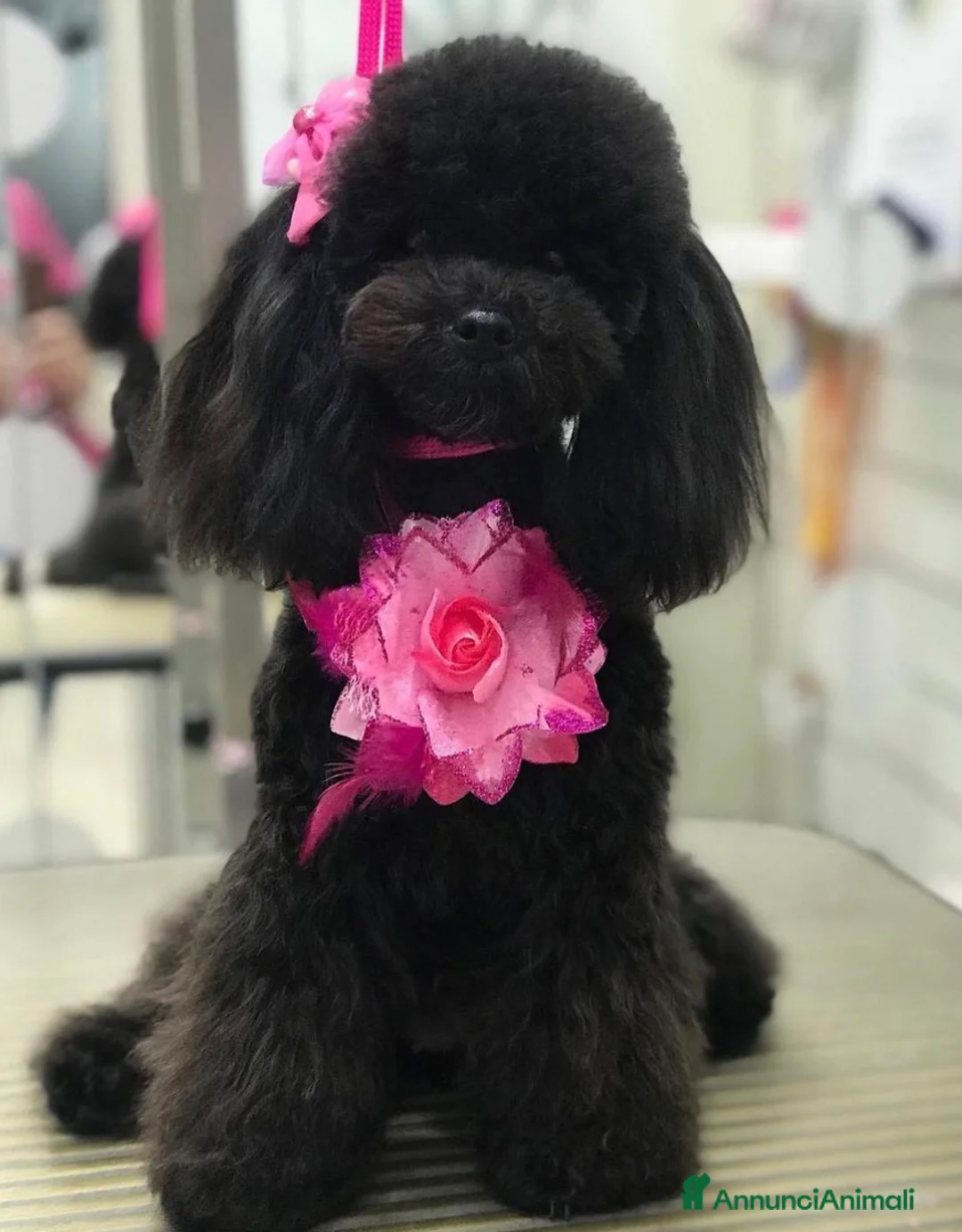 Immagine della galleria {{count}}