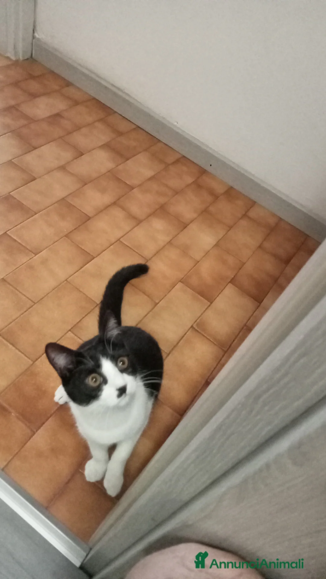 Altre razze gatti in regalo: Gattino in donazine - Annuncio 6