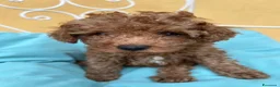 Barboncino cani in vendita: Barboncini fulvi toy e nani con Pedigree - Annuncio 5