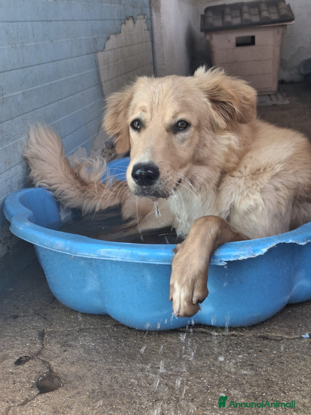 Meticcio cani in regalo: SCOTTY 💙 - il cucciolo invisibile 💔 a Provincia di Como - Immagine 6