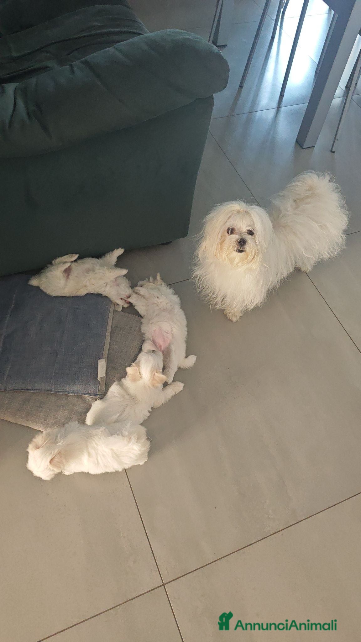 Maltese cani Cuccioli di maltese - Annuncio 1