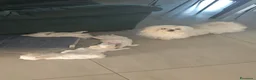 Maltese cani in vendita: Cuccioli di maltese a Città Metropolitana di Napoli - Annuncio 1
