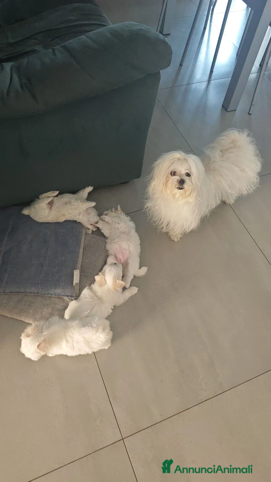Maltese cani in vendita: Cuccioli di maltese a Città Metropolitana di Napoli - Annuncio 1