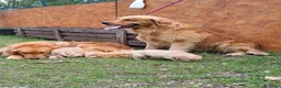 Golden Retriever cani in vendita: Golden Retriever Americani 100% Pedigree ENCI  a Città Metropolitana di Bologna - Annuncio 7