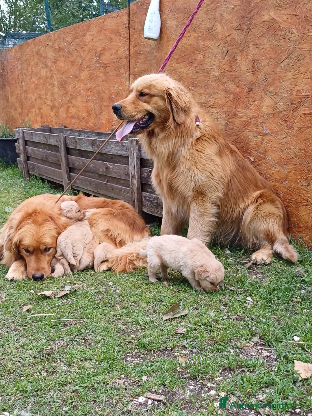 Golden Retriever cani in vendita: Golden Retriever Americani 100% Pedigree ENCI  a Città Metropolitana di Bologna - Annuncio 7
