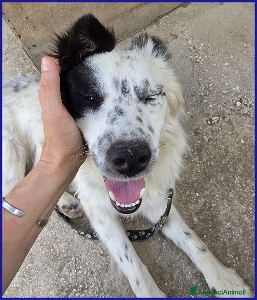 Meticcio cani NOVELLO  1anno ancora cucciolone - Annuncio 1