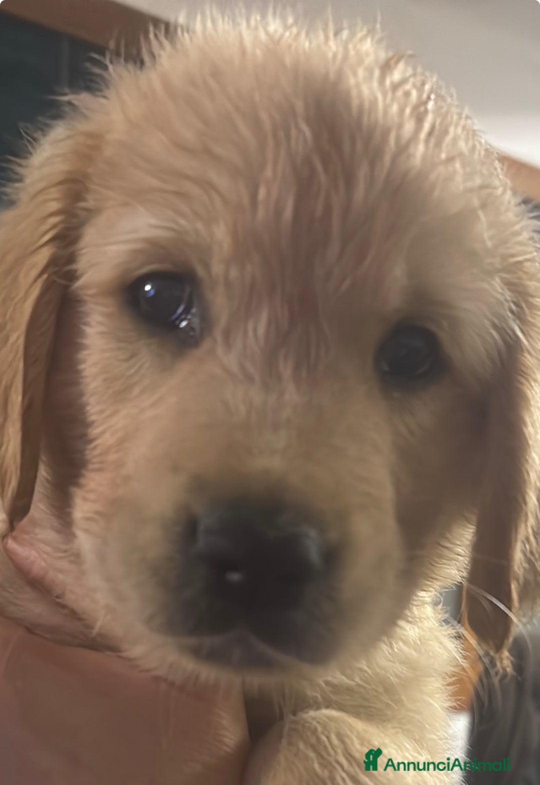 Golden Retriever cani in vendita: Golden Retriver  - Annuncio 2