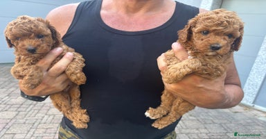 Barboncino cani a Provincia di Varese - Annuncio 7