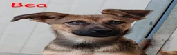 Meticcio cani in regalo: Melody e Bea dolcissime cucciole in adozione - Annuncio 4