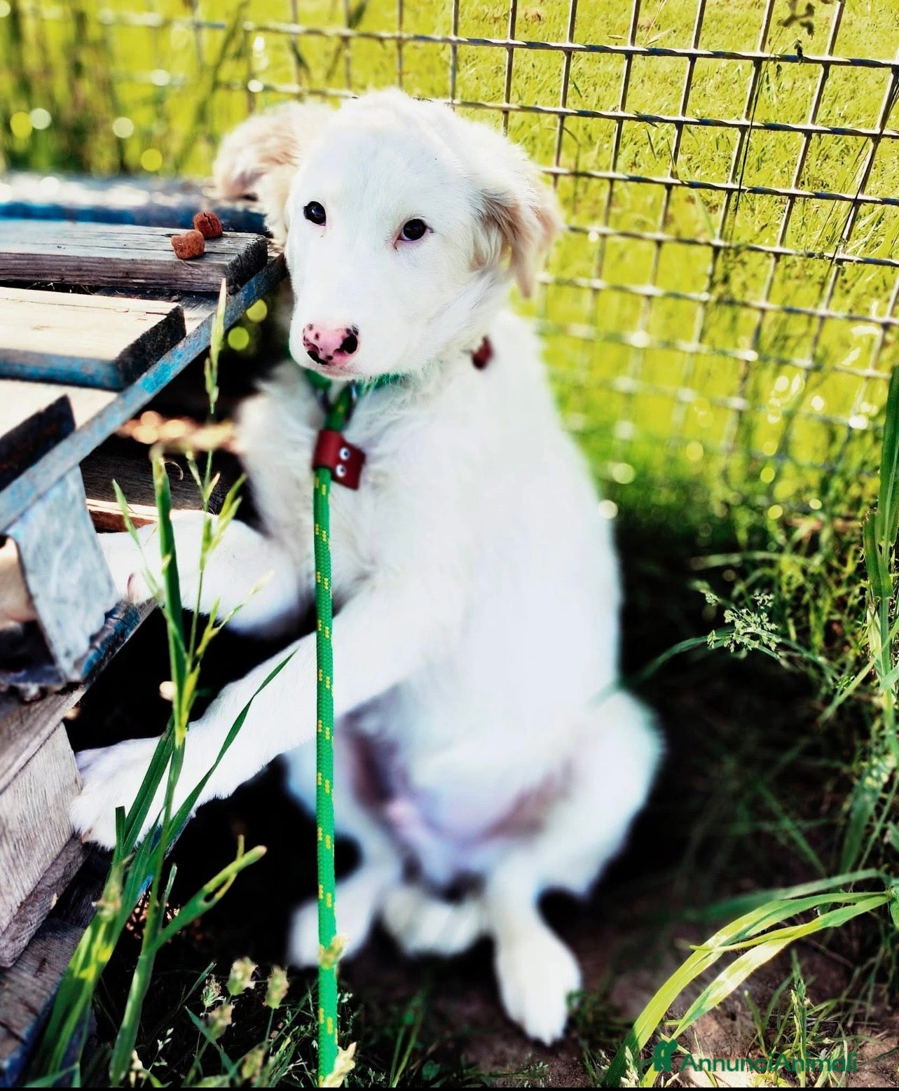 Pastore Maremmano cani Romolo e Remo splendidi cuccioli taglia grande  - Annuncio 5