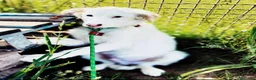 Pastore Maremmano cani in regalo: Romolo e Remo splendidi cuccioli taglia grande  a Città metropolitana di Milano - Annuncio 1