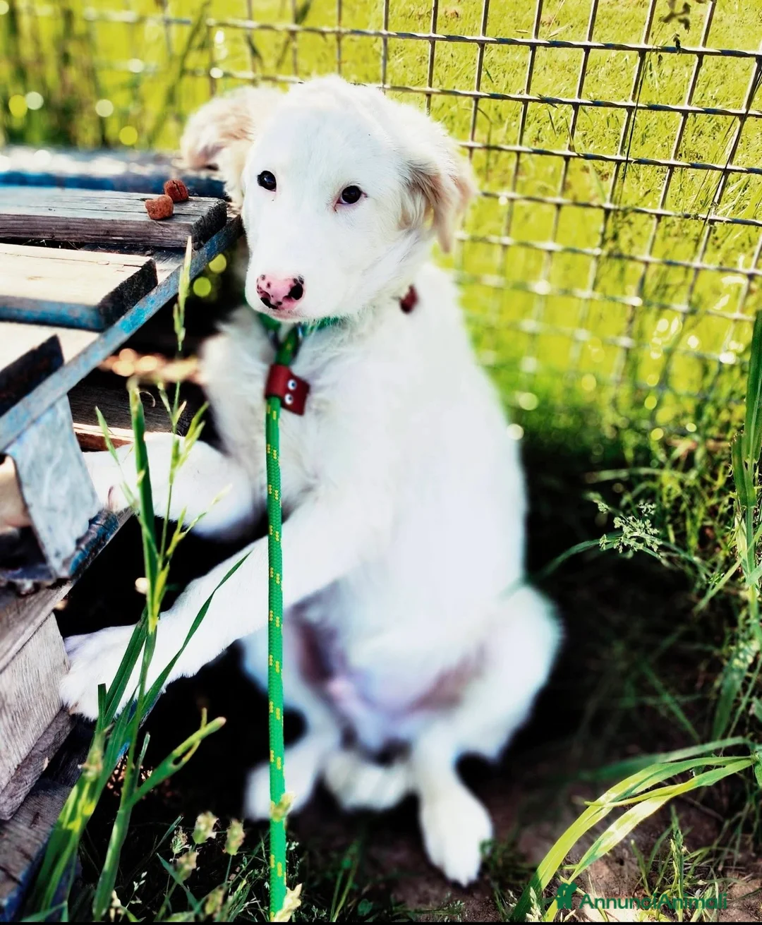 Pastore Maremmano cani in regalo: Romolo e Remo splendidi cuccioli taglia grande  a Città metropolitana di Milano - Annuncio 1