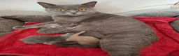 British gatti in vendita:  maschi British Shorthair  a Provincia di Asti - Annuncio 2