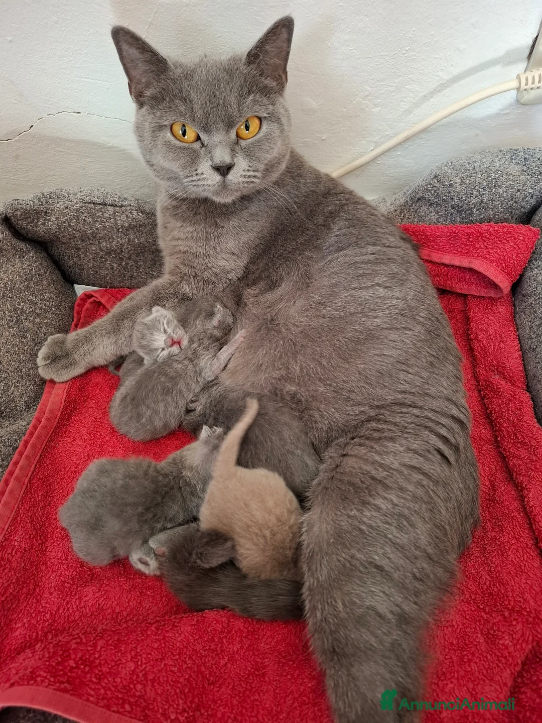British gatti in vendita:  maschi British Shorthair  a Provincia di Asti - Annuncio 2