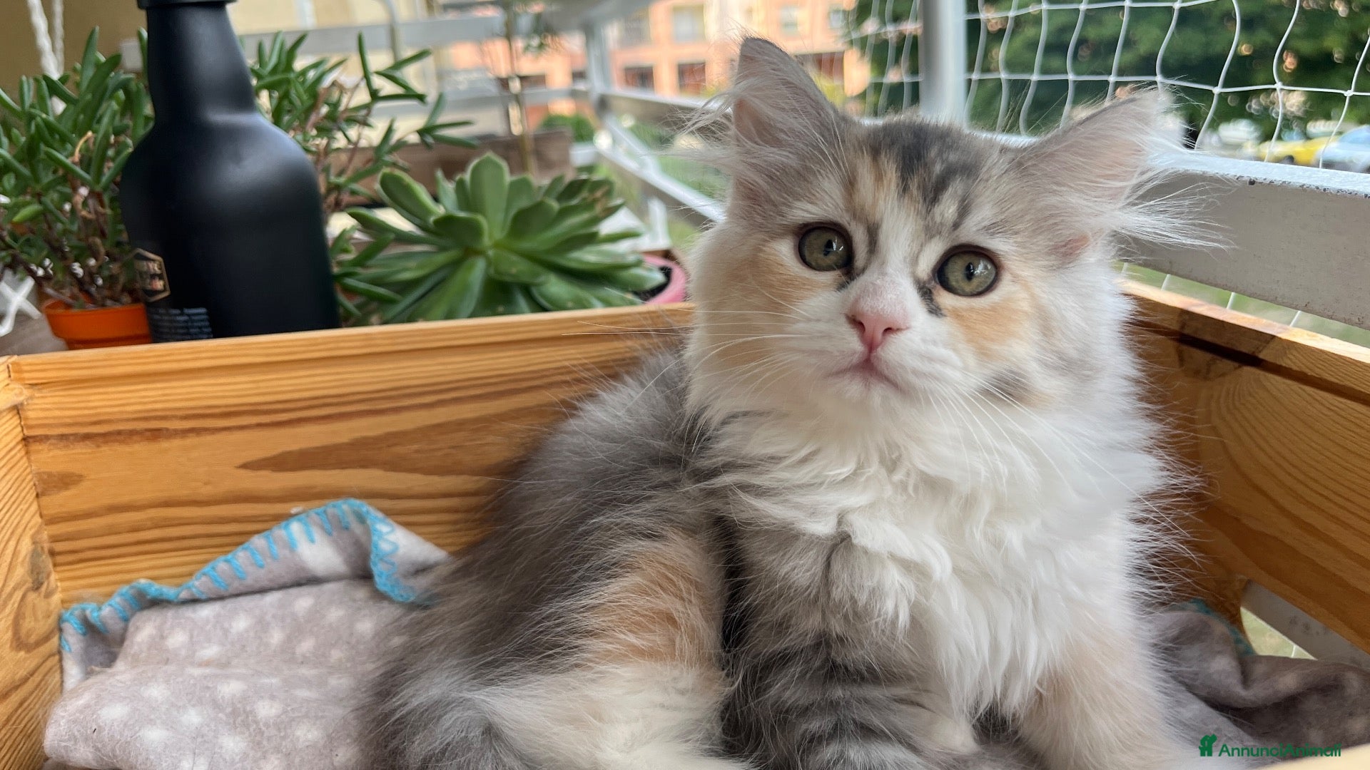 Siberiano gatti Gattina Siberiana con PEDIGREE - Annuncio 5