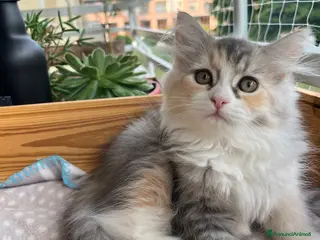 Siberiano gatti Gattina Siberiana con PEDIGREE - Annuncio 5