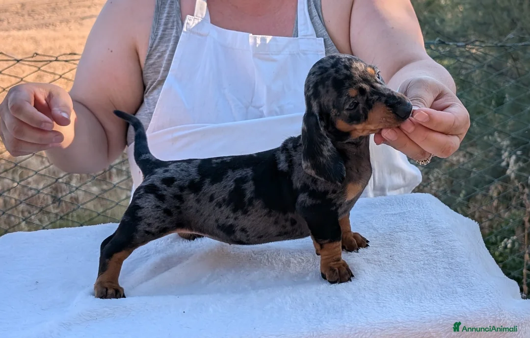Bassotto cani in vendita: Bassotti tedeschi standard a pelo corto - Annuncio 1