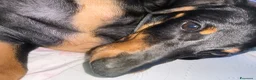 Bassotto cani in vendita: Bassotto  a Città metropolitana di Milano - Annuncio 2