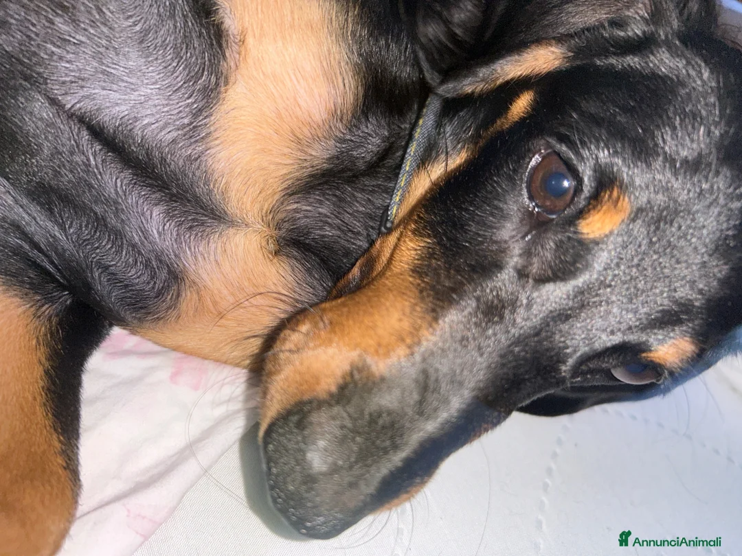 Bassotto cani in vendita: Bassotto  a Città metropolitana di Milano - Annuncio 2