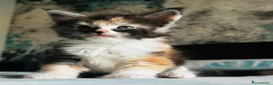 Maine Coon 4