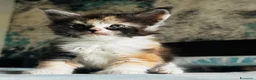 Maine Coon gatti in vendita: Maine Coon con pedigree  - Annuncio 8