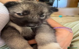 Husky cani in vendita: CUCCIOLI DI SIBERIAN HUSKY a Provincia di Perugia - Immagine 6