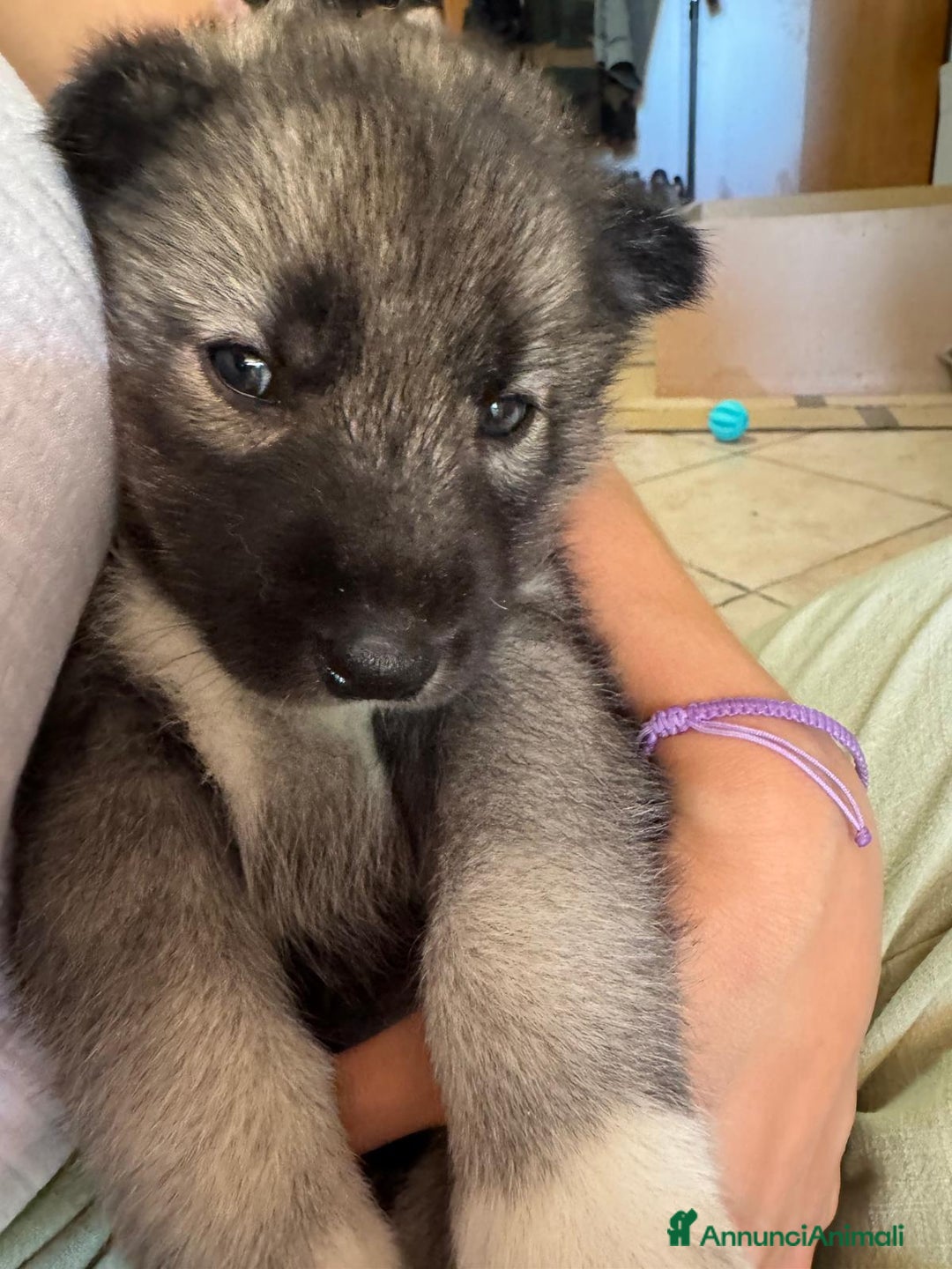 Husky cani in vendita: CUCCIOLI DI SIBERIAN HUSKY a Provincia di Perugia - Immagine 6