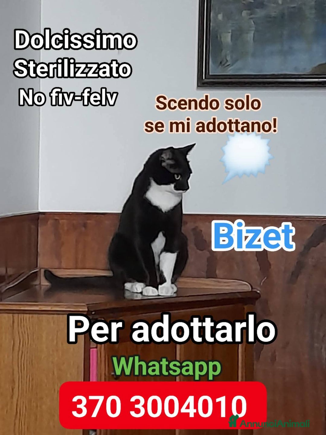 Europeo gatti in regalo: BIZET CERCA UNA NUOVA MAMMA - Annuncio 4