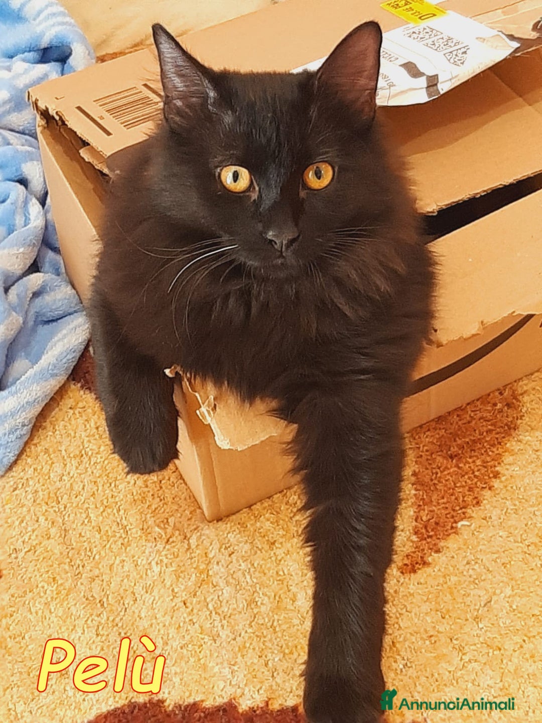 Europeo gatti in regalo: SPLENDIDI MICINI PAMY E PELU - Annuncio 4