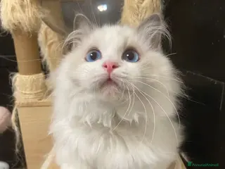 Ragdoll gatti Ragdoll gattini - Annuncio 1