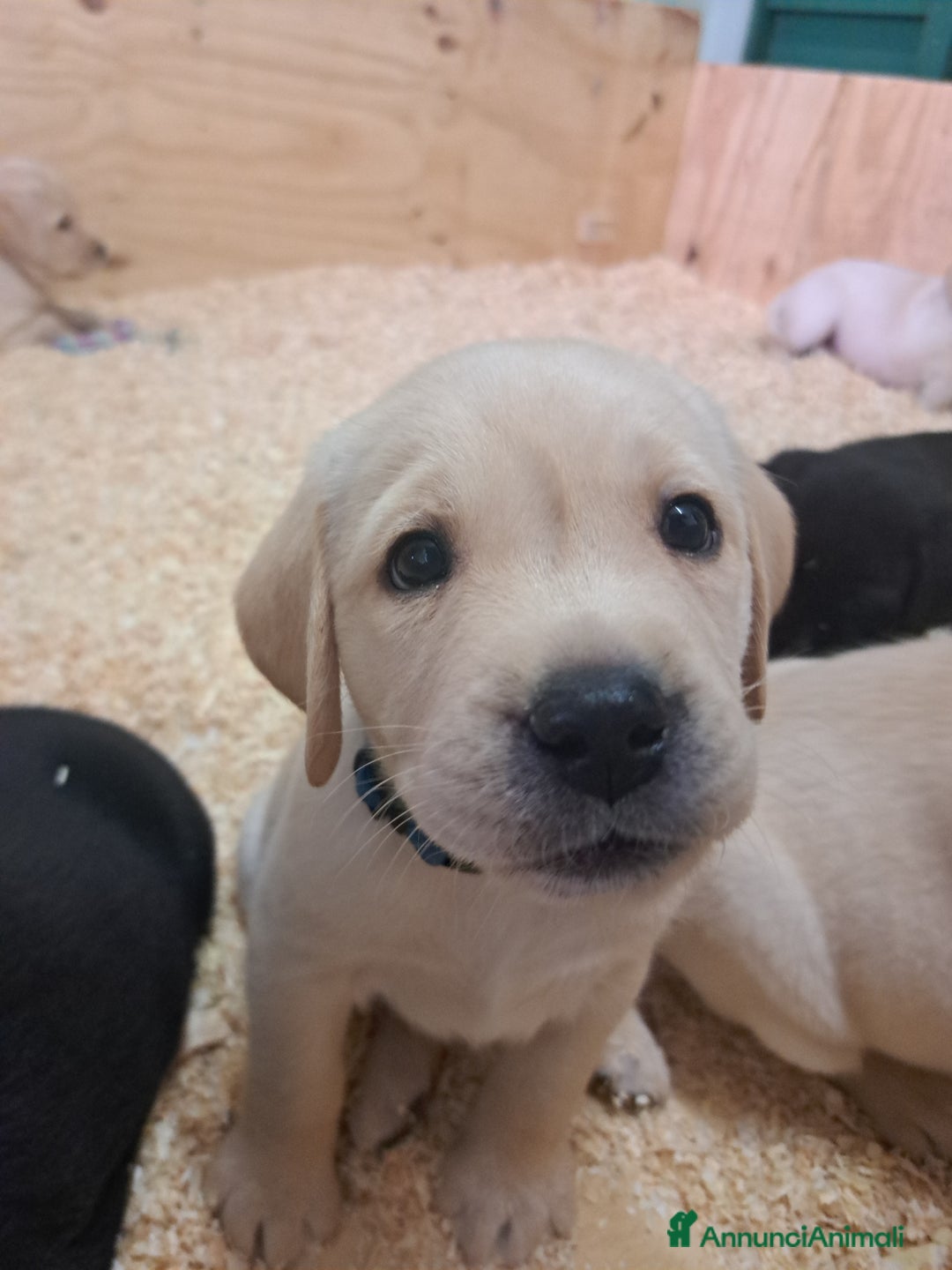 Labrador cani in vendita: Labrador Retriever con Pedigree ENCI - Annuncio 8