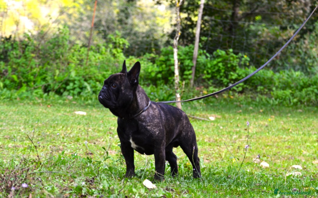 Bulldog Francese cani in vendita: Maschio bringee  - Annuncio 6
