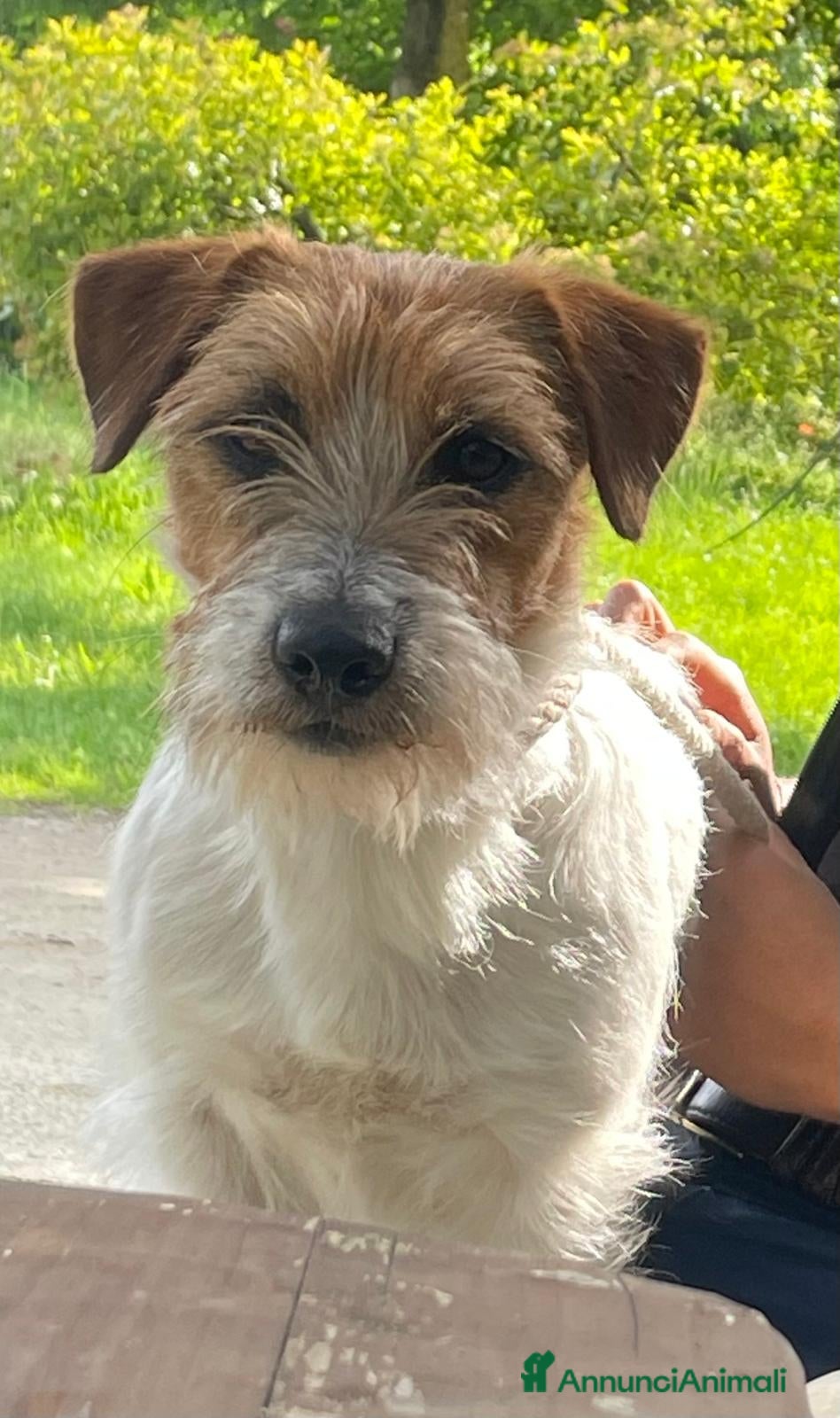 Jack Russell cani Jack russel per accoppiamento - Annuncio 15