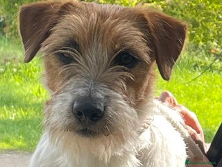 Jack Russell cani Jack russel per accoppiamento - Annuncio 3