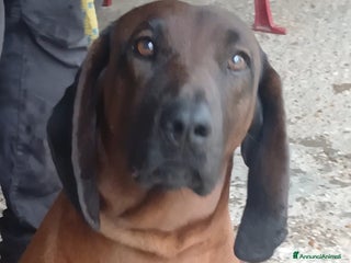 Segugio cani ROCCO CANE ROSSO DI BAVIERA CERCA LA SUA CASA - Annuncio 1