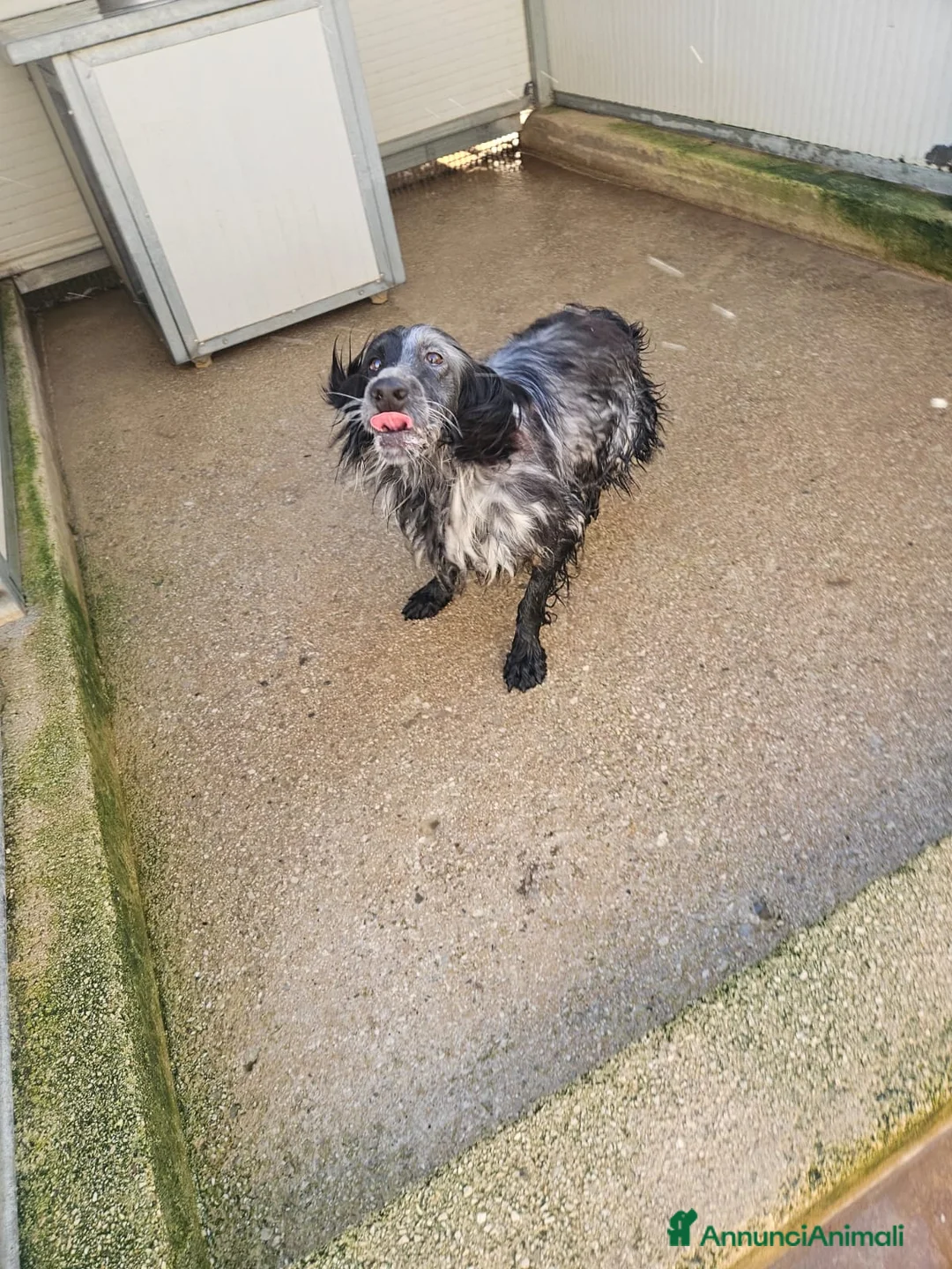 Setter Inglese cani in regalo: Raya: giovane setterina socievole affettuosa  - Annuncio 4