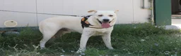 Meticcio cani in regalo: Joy in adozione - Annuncio 2