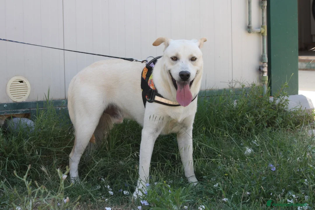 Meticcio cani in regalo: Joy in adozione - Annuncio 2