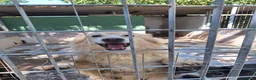 Meticcio cani in regalo: Cremino 13 anni - Annuncio 3